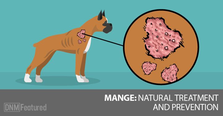 how do you treat mange in dogs