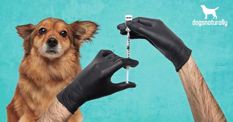 rabies vaccination