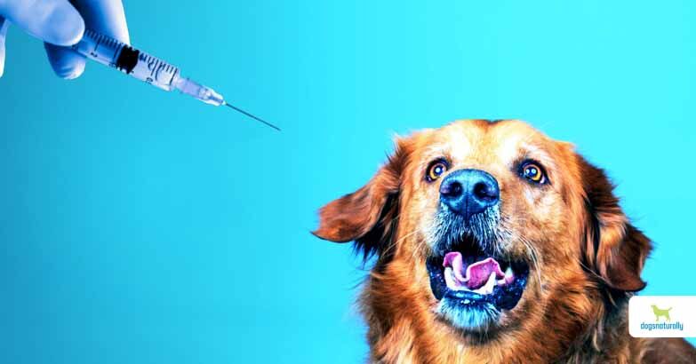 what vaccinations do dogs really need