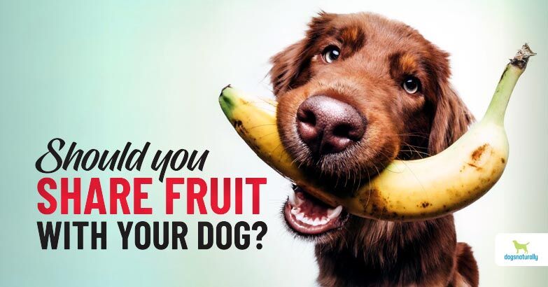 Fruits safe for dogs to eat best sale