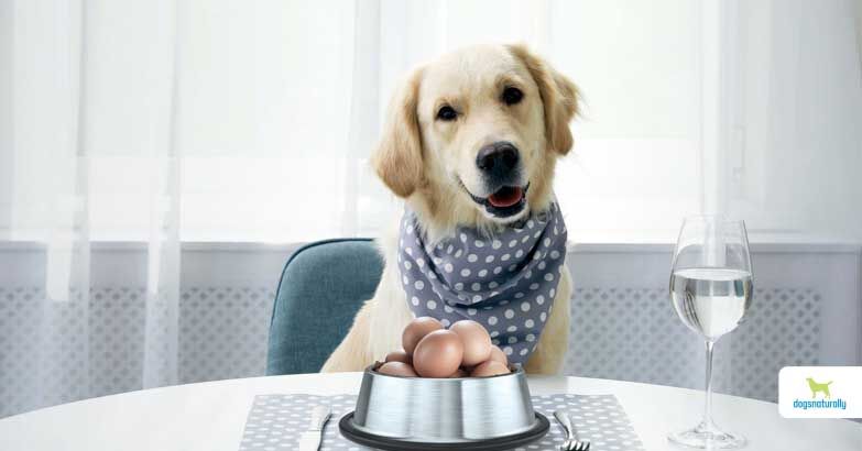 Benefits of feeding dogs raw eggs best sale