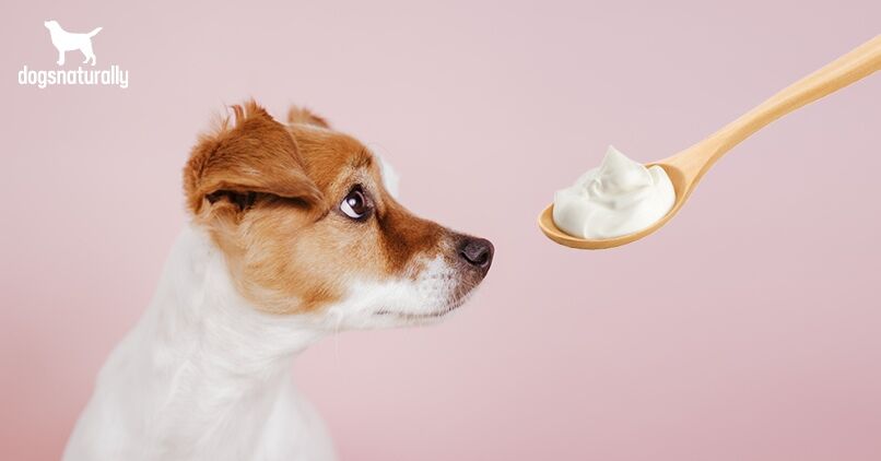 Is Yogurt Good For Dogs