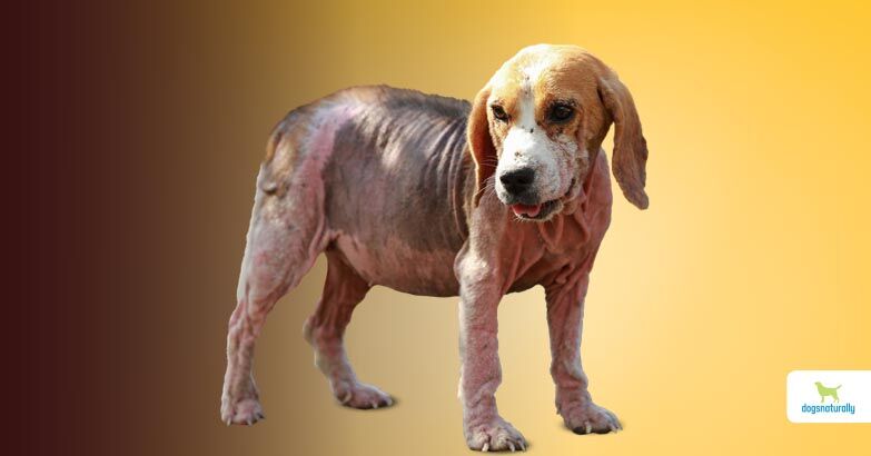 how do you treat mange in dogs