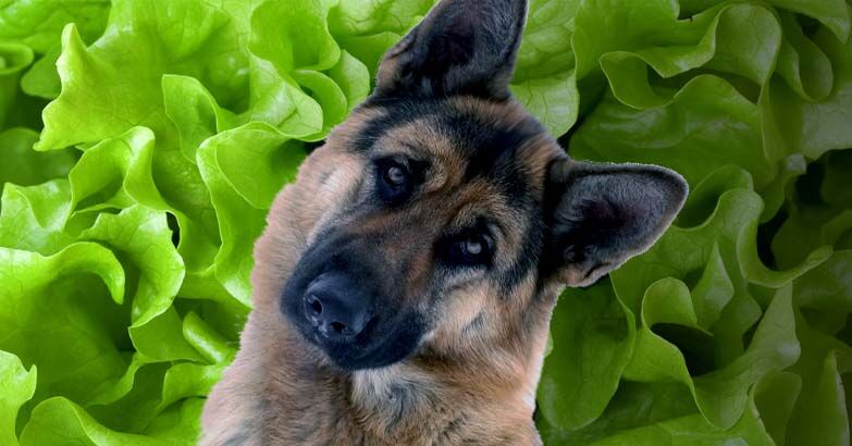 can a dog eat lettuce