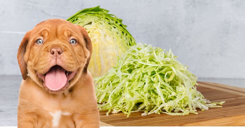 can a dog eat lettuce