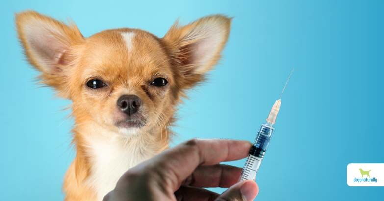 What Is the Distemper Vaccine for Dogs?