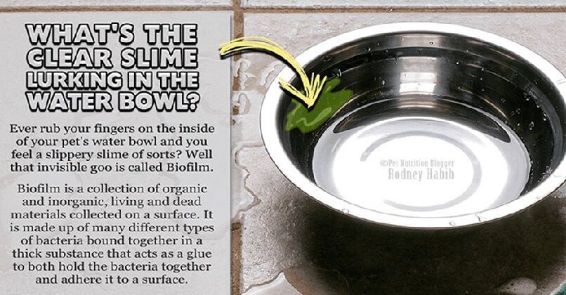 The Invisible Slimy Monster in Your Dog's Water Bowl