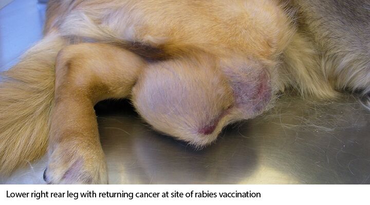 Why dog legs hurt after <a href=