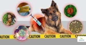 dog vaccine dangers - Dogs Naturally dog vaccine dangers