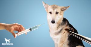 lyme vaccine for dogs - Dogs Naturally lyme vaccine for dogs