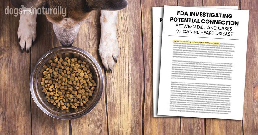 NEWS: FDA Reports Some Dog Foods May Cause Heart Disease