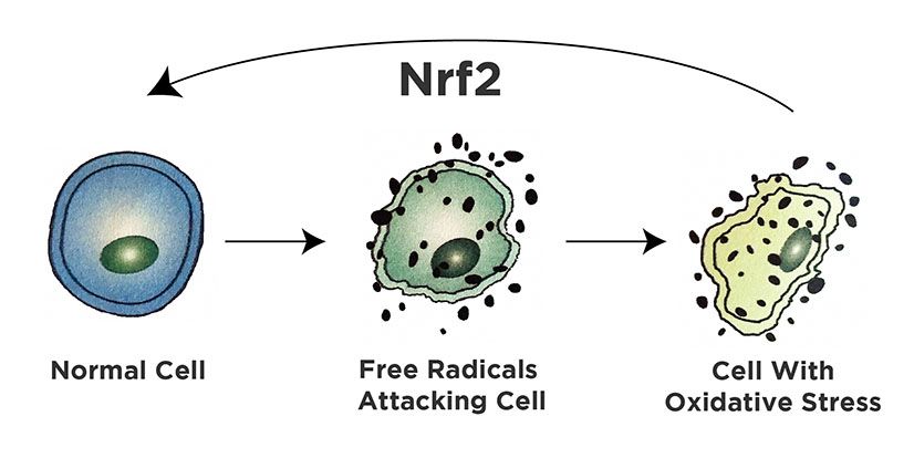 protandim nrf2 glutathione Constantly getting asked about Protandim. Here is my response: Studies show  it is helpful in reducing oxidative stress. I don't personally use it in my  office, not necessarily because I don't like main image 1