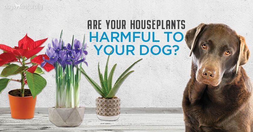 5 Poisonous Plants For Dogs (& 4 Safe Alternatives)