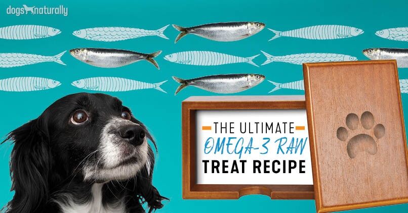 sardines can my dog eat fish