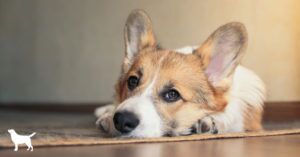 parvovirus vaccine - Dogs Naturally parvovirus vaccine