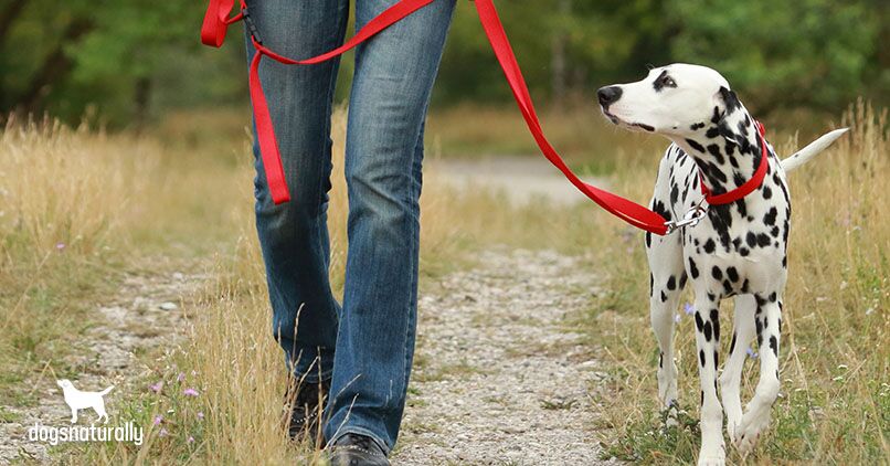 Tired Of The Pulling? Leash Train Your Dog In 6 Steps
