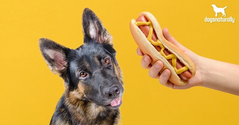 can dogs eat tobacco 5 Reasons Hot Dogs Aren't Cool For Your Dog