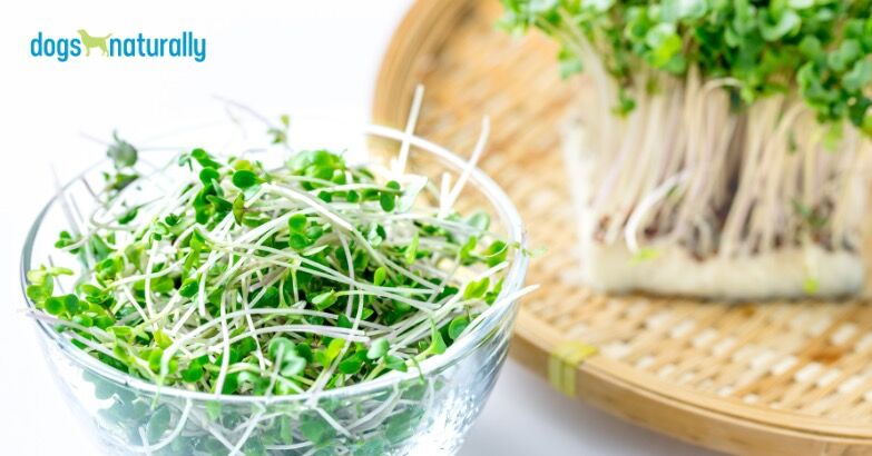 3 Reasons Your Dog Needs Sulforaphane
