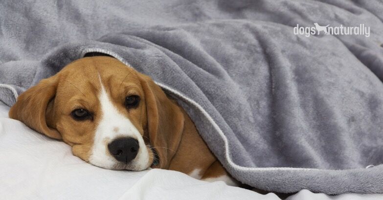Weighted Blankets Can Help Calm Your Anxious Dog