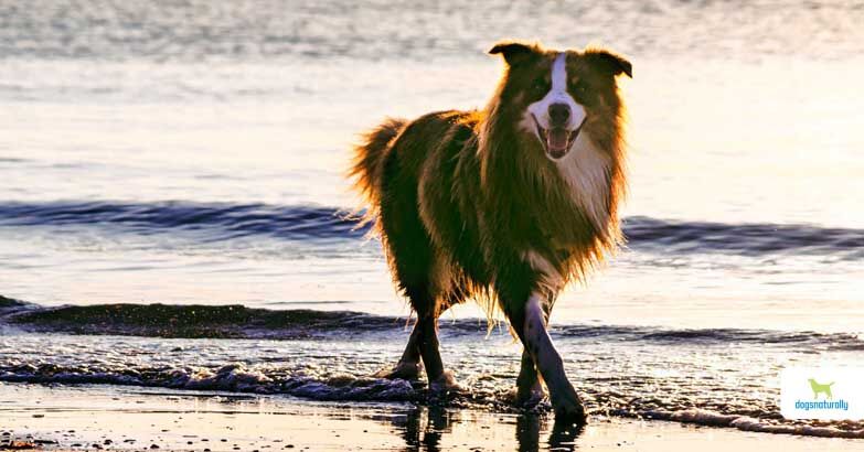 DN-wenatural heartworm prevention - Dogs Naturally natural heartworm prevention