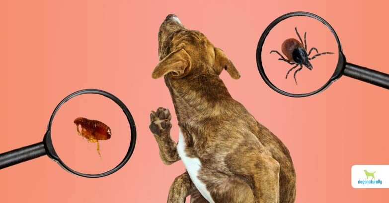 Diet, skin health, and your dog’s flea resilience
