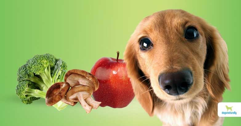 dogs diet my dog needs more fiber