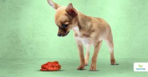 how much tobacco do i give my dog for worms Eliminate Dog Worms | Use These Natural Dewormers For Dogs how much tobacco do i give my dog for worms Eliminate Dog Worms | Use These Natural Dewormers For Dogs