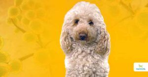 Leaky Gut In Dogs: A Growing Epidemic - Dogs Naturally