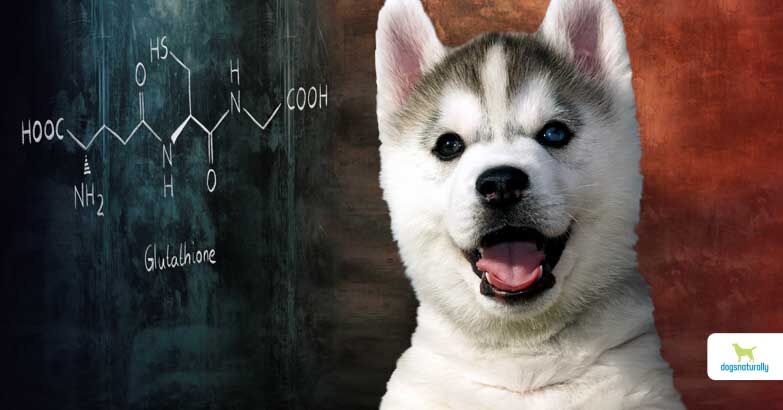 9 Ways To Boost Glutathione In Dogs