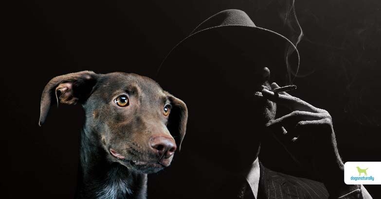 elf bar vape uk Vaping Around Dogs: Safety Tips Every Pet Owner Should Know main image 0