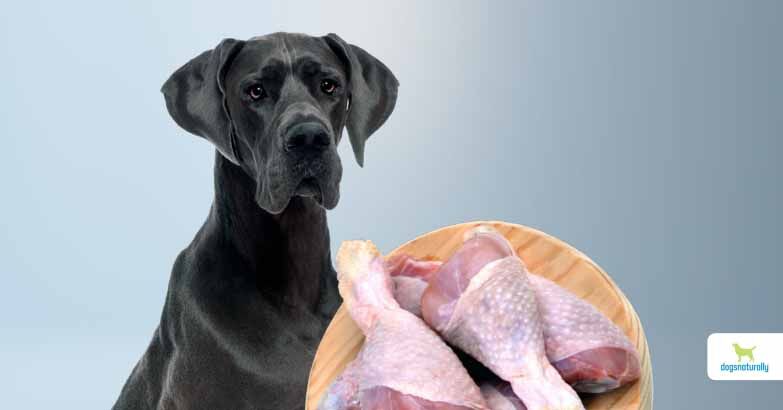 Feeding Dogs Food Bowl vs Raw Chicken Leg