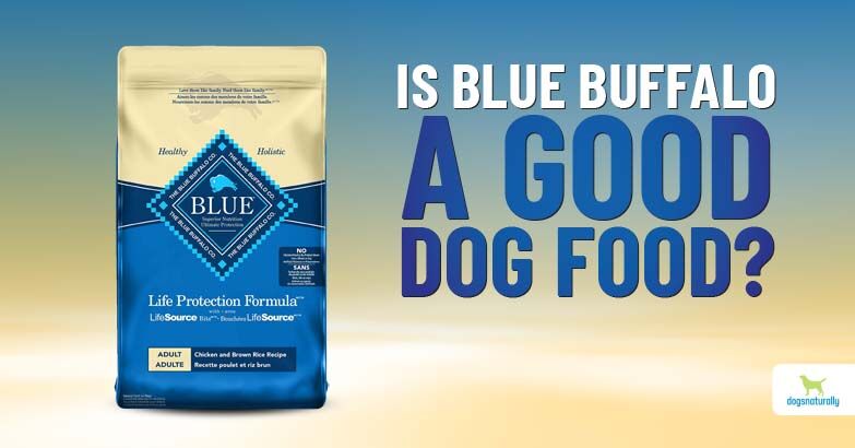 best automatic dog feeder for wet food Automatic Pet Feeder for Dry & Wet Food main image 0