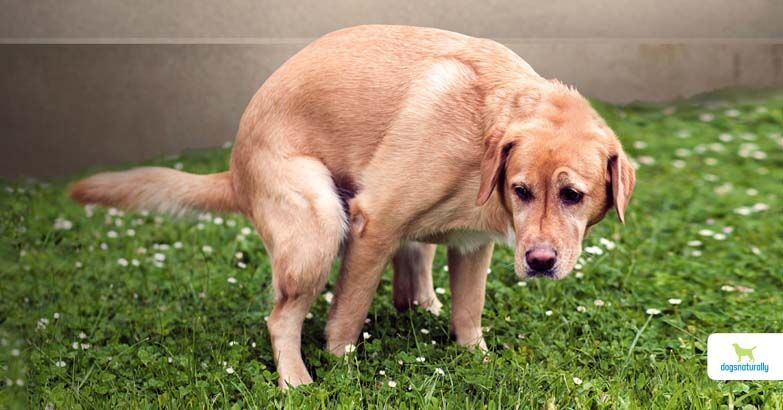 Frequently Asked Questions of Can Anxiety In Dogs Cause Diarrhea?