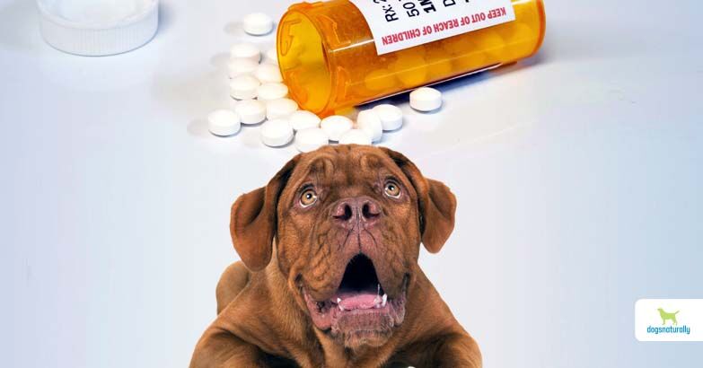 Trazodone for Dogs: Side Effects & Natural Alternatives Trazodone for Dogs: Side Effects & Natural Alternatives