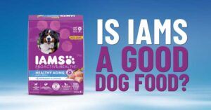 natural balance dog food duck and potato Natural Balance Limited Ingredient Duck & Potato Dry Dog Food 4.0lb