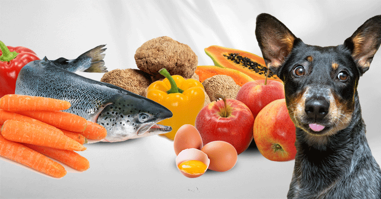 laperva l-carnitine 3000 Diet For Doggy Dementia: How Nutrition Can Slow Canine Cognitive Dysfunction