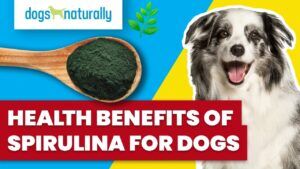 health-benefits-of-spirulina-for-dogs - Dogs Naturally