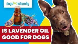 is-lavendar-oil-good-for-dogs - Dogs Naturally