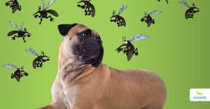 keep mosquitoes off dogs