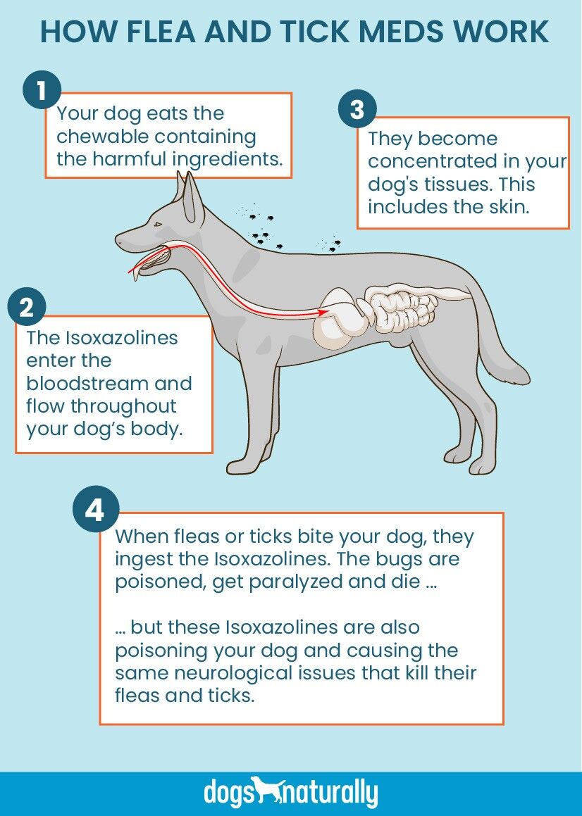 safest flea and tick medicine for dogs