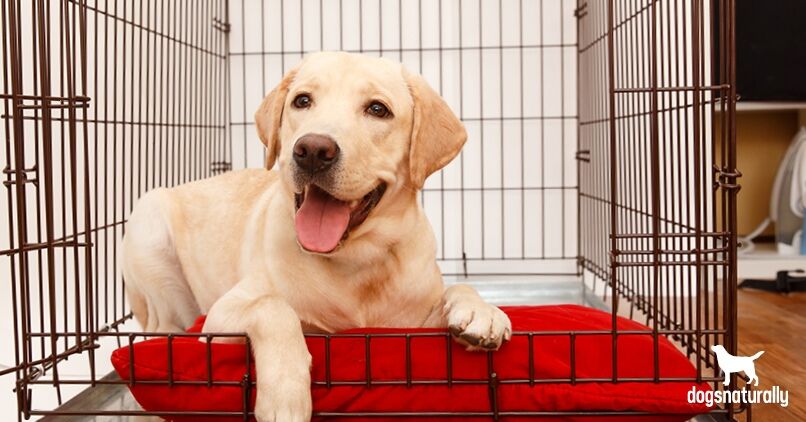 how to crate train a 7 week old puppy