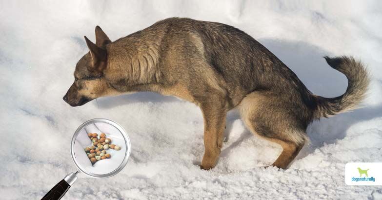 dog food for dogs with crystals in urine