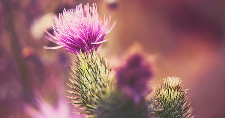 milk thistle for dogs with liver cancer