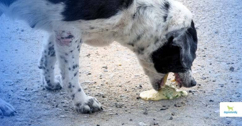 natural remedies for dog nausea