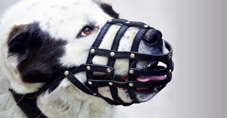 how to use a muzzle