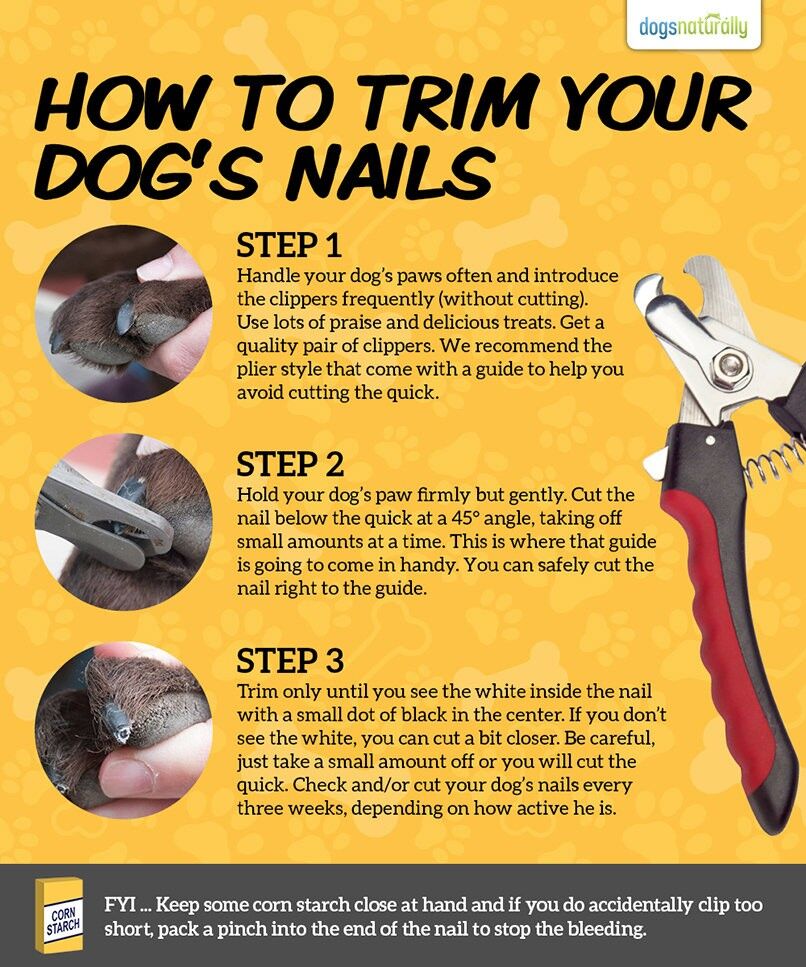 A Stress Free Way For Trimming Your Dog s Toenails Dogs Naturally