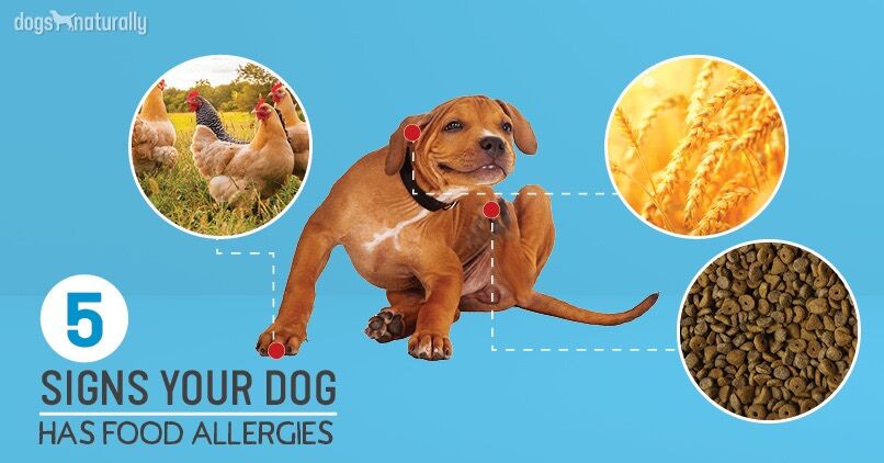 Signs Your Dog Has a Food Allergy: Symptoms You Can't Ignore