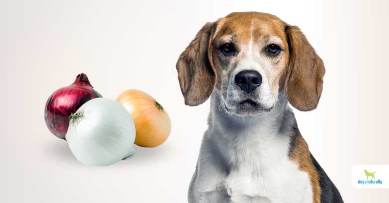 Can Dogs Eat Onion?  