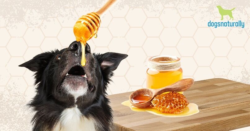Can Dogs Eat Honey?  