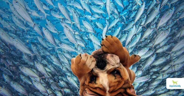 Fish for Dogs 